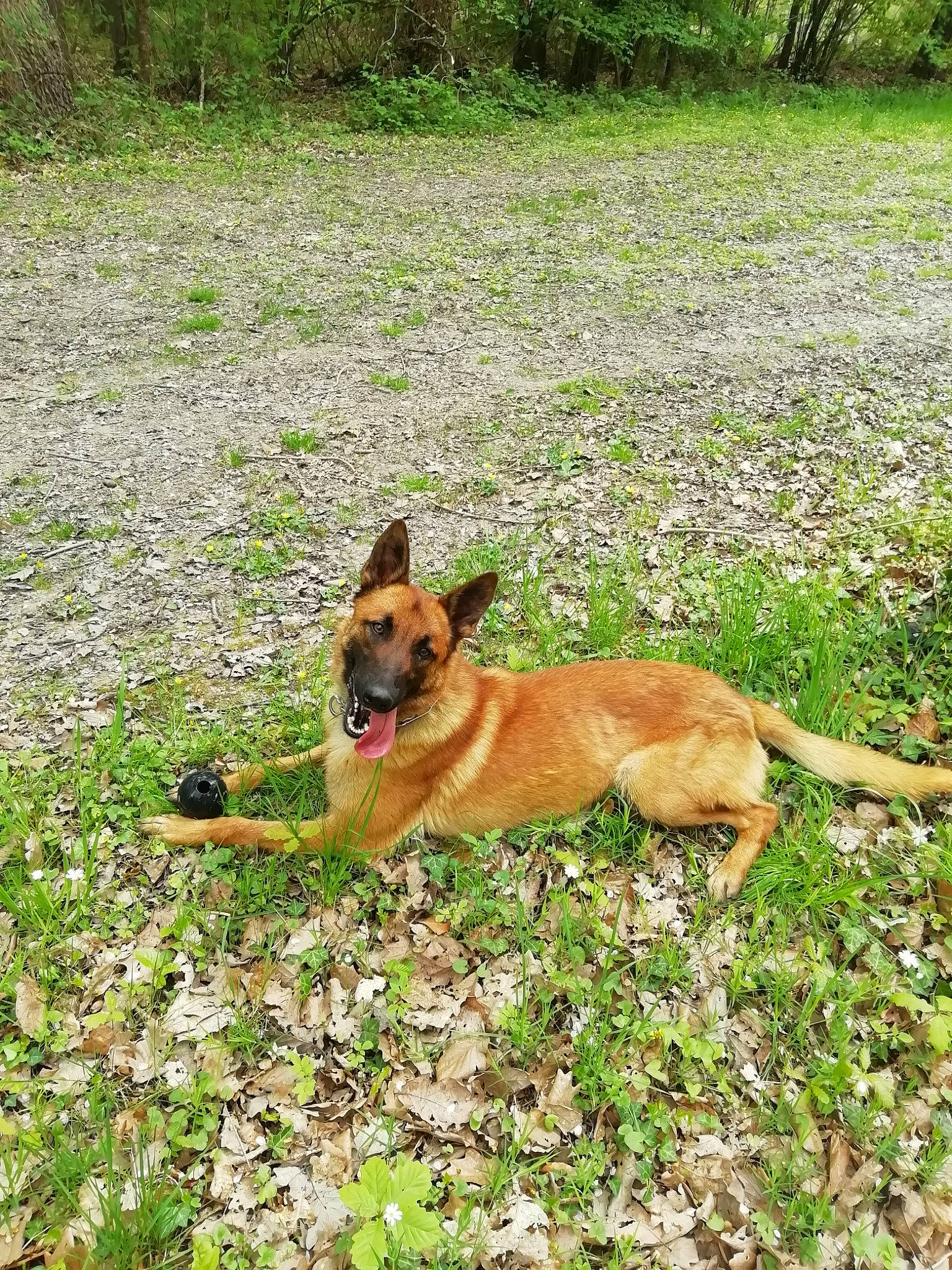 Only participe au concours pour gagner de l'argent avec cette photo : canidae, carnivore, dog, dog_breed, fawn, field, grass, grass_family, groundcover, herding_dog, hunting_dog, liver, meadow, pasture, police_dog, snout, sporting_group, tail, working_animal, working_dog