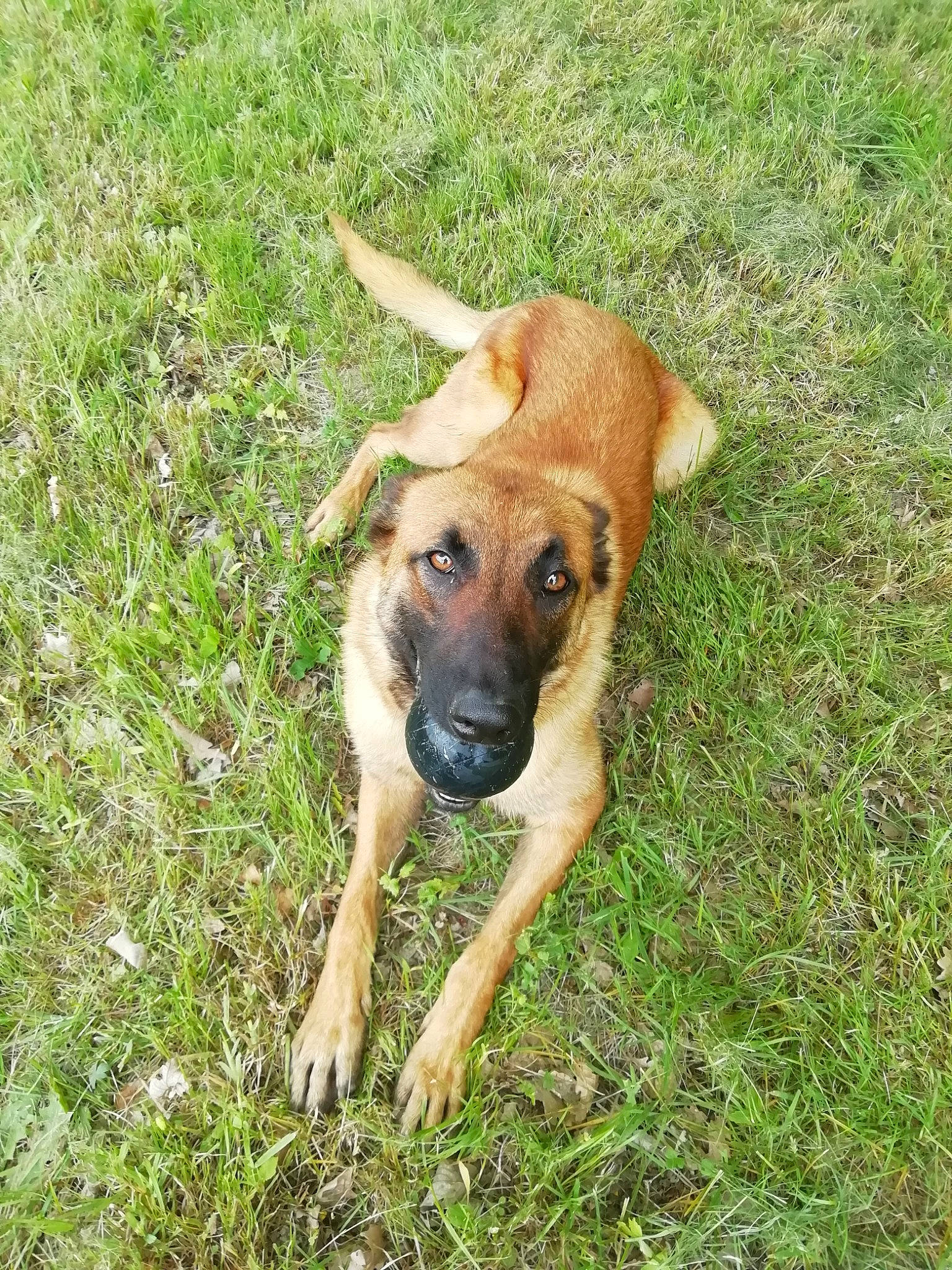 Only a rejoint le concours — aidez-le/la à gagner de superbes lots ! canidae, carnivore, companion_dog, dog, dog_breed, fawn, field, grass, grass_family, grassland, groundcover, lawn, mammal, meadow, pasture, prairie, skin, snout, sporting_group, working_animal