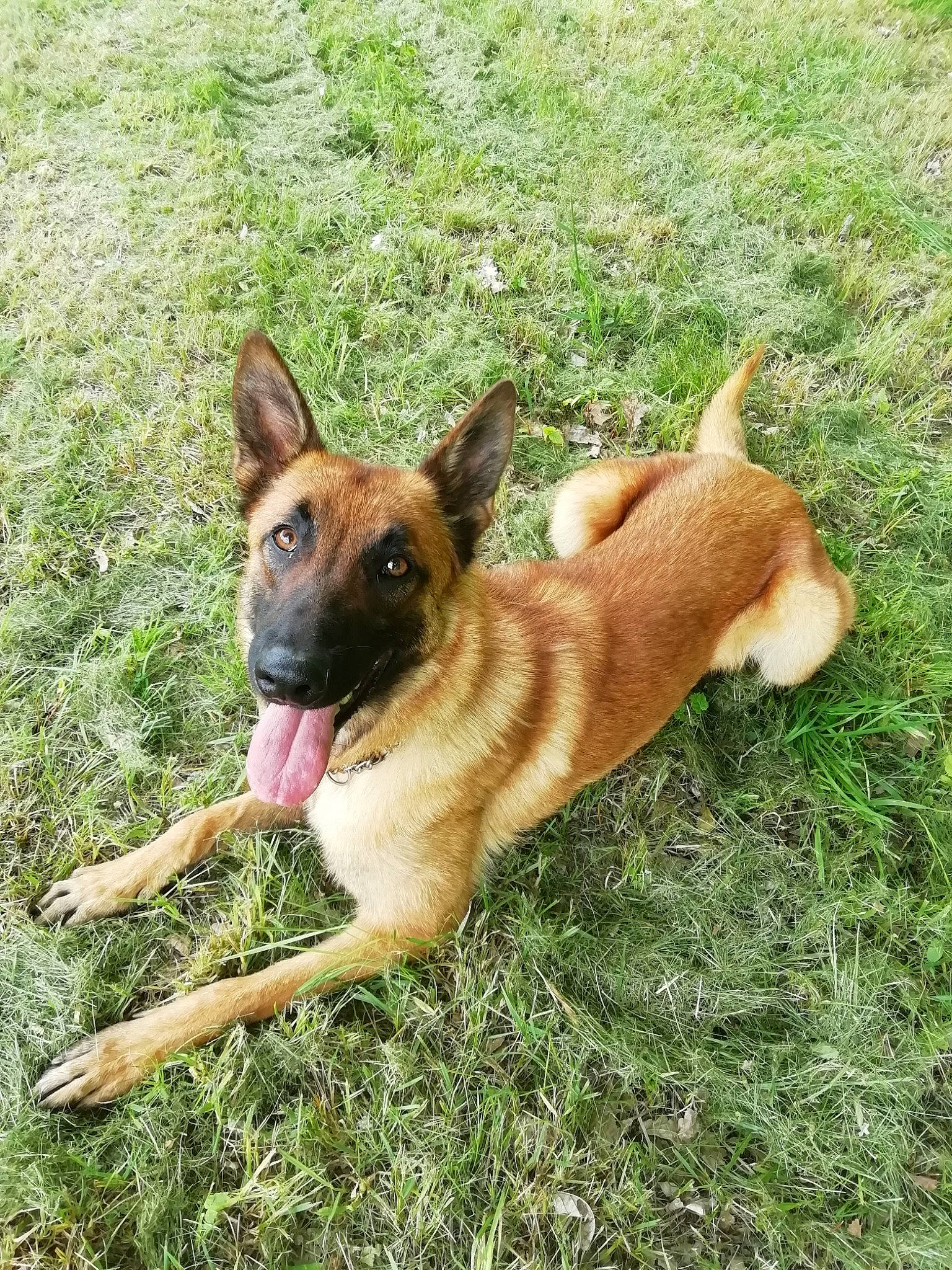 Only participe au concours pour gagner de l'argent avec cette photo : belgian_shepherd_malinois, canidae, carnivore, collar, dog, dog_breed, dog_supply, fawn, grass, grass_family, herding_dog, lawn, mammal, police_dog, snout, sporting_group, tail, working_animal, working_dog