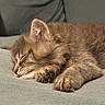 Bélyr a rejoint le concours — aidez-le/la à gagner de superbes lots ! kitten, sleeping, cat, fluffy, fur, paws, closeup, cozy, nap, resting, cute, pet, animal, indoor, soft, relaxed, whiskers, young, adorable, feline
