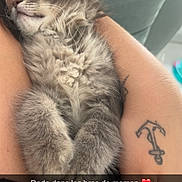 Bélyr a rejoint le concours — aidez-le/la à gagner de superbes lots ! anchor_tattoo, cat, closeup, couch, cozy, cute, fluffy, fur, gray_fur, hand, human_arm, indoor, kitten, nap, peaceful, pet, resting, sleeping, snuggling, tattoo