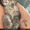 anchor_tattoo, cat, closeup, couch, cozy, cute, fluffy, fur, gray_fur, hand, human_arm, indoor, kitten, nap, peaceful, pet, resting, sleeping, snuggling, tattoo