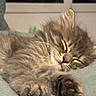 kitten, sleeping, cat, fluffy, paw, cozy, indoor, resting, cute, pet, feline, animal, closeup, soft, fur, adorable, peaceful, relaxed, whiskers, young