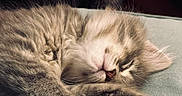Bélyr participe au concours pour gagner de l'argent avec cette photo : kitten, cat, sleeping, fur, paw, whiskers, close_up, resting, cute, pet, animal, fluffy, cozy, indoor, nap, soft_light, feline, relaxed, adorable, young