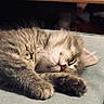 kitten, cat, sleeping, fur, paw, whiskers, close_up, resting, cute, pet, animal, fluffy, cozy, indoor, nap, soft_light, feline, relaxed, adorable, young