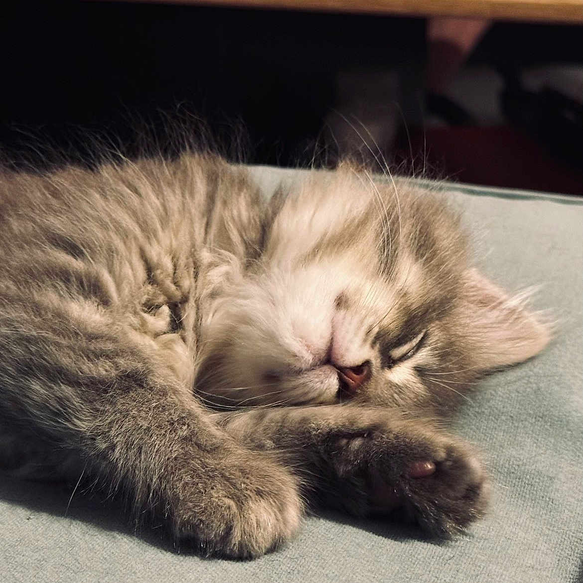 Bélyr participe au concours pour gagner de l'argent avec cette photo : kitten, cat, sleeping, fur, paw, whiskers, close_up, resting, cute, pet, animal, fluffy, cozy, indoor, nap, soft_light, feline, relaxed, adorable, young
