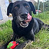 animal, black_dog, canine, close_up, cute, daylight, dog, grass, greenery, happy, house, lying_down, nature, outdoor, pet, playful, strawberry_toy, tongue_out, toy, window