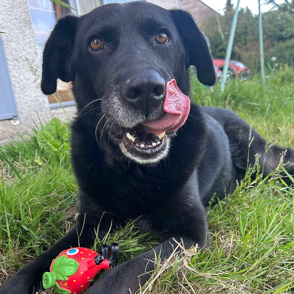 Rossi a rejoint le concours — aidez-le/la à gagner de superbes lots ! dog, black_dog, grass, toy, strawberry_toy, tongue_out, outdoor, pet, animal, playful, house, window, greenery, nature, close_up, cute, lying_down, happy, canine, daylight