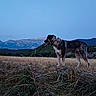 dog, hay, field, mountains, sky, nature, outdoor, animal, landscape, grass, rural, sunset, canine, farm, wilderness, pet, fence, pasture, twilight, scenery