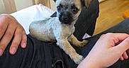 Bobby participe au concours pour gagner de l'argent avec cette photo : casual, companion, cozy, cute, dog, domestic, furniture, hand, indoor, jeans, lap, light, person, pet, puppy, relaxed, resting, small_dog, wood_floor, young_dog