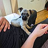 Bobby participe au concours pour gagner de l'argent avec cette photo : puppy, dog, lap, person, hand, jeans, indoor, furniture, wood_floor, cute, small_dog, pet, resting, cozy, light, casual, relaxed, young_dog, domestic, companion