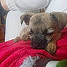 Bobby a rejoint le concours — aidez-le/la à gagner de superbes lots ! puppy, sleeping, close_up, brown_fur, red_blanket, cozy, cute, pet, animal, indoors, resting, fur, paw, snout, ears, soft_texture, relaxation, peaceful, companion, adorable