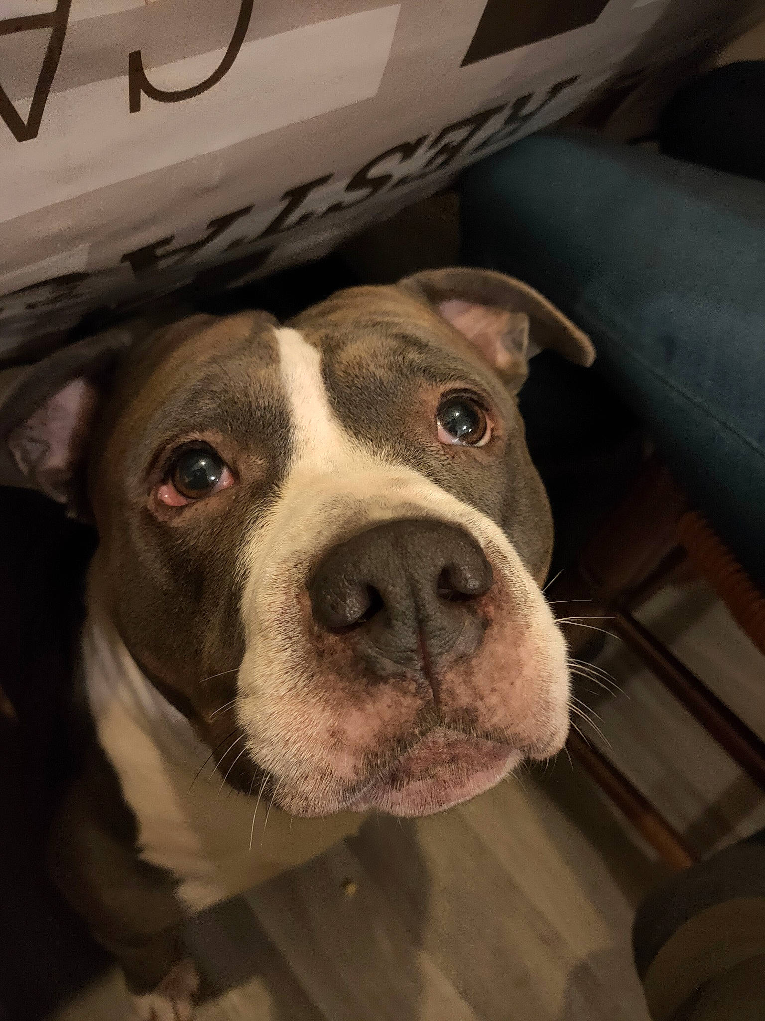 Xena participe au concours pour gagner de l'argent avec cette photo : canidae, carnivore, collar, companion_dog, dog, dog_breed, dog_collar, fawn, fur, metal, non_sporting_group, sporting_group, whiskers, working_animal