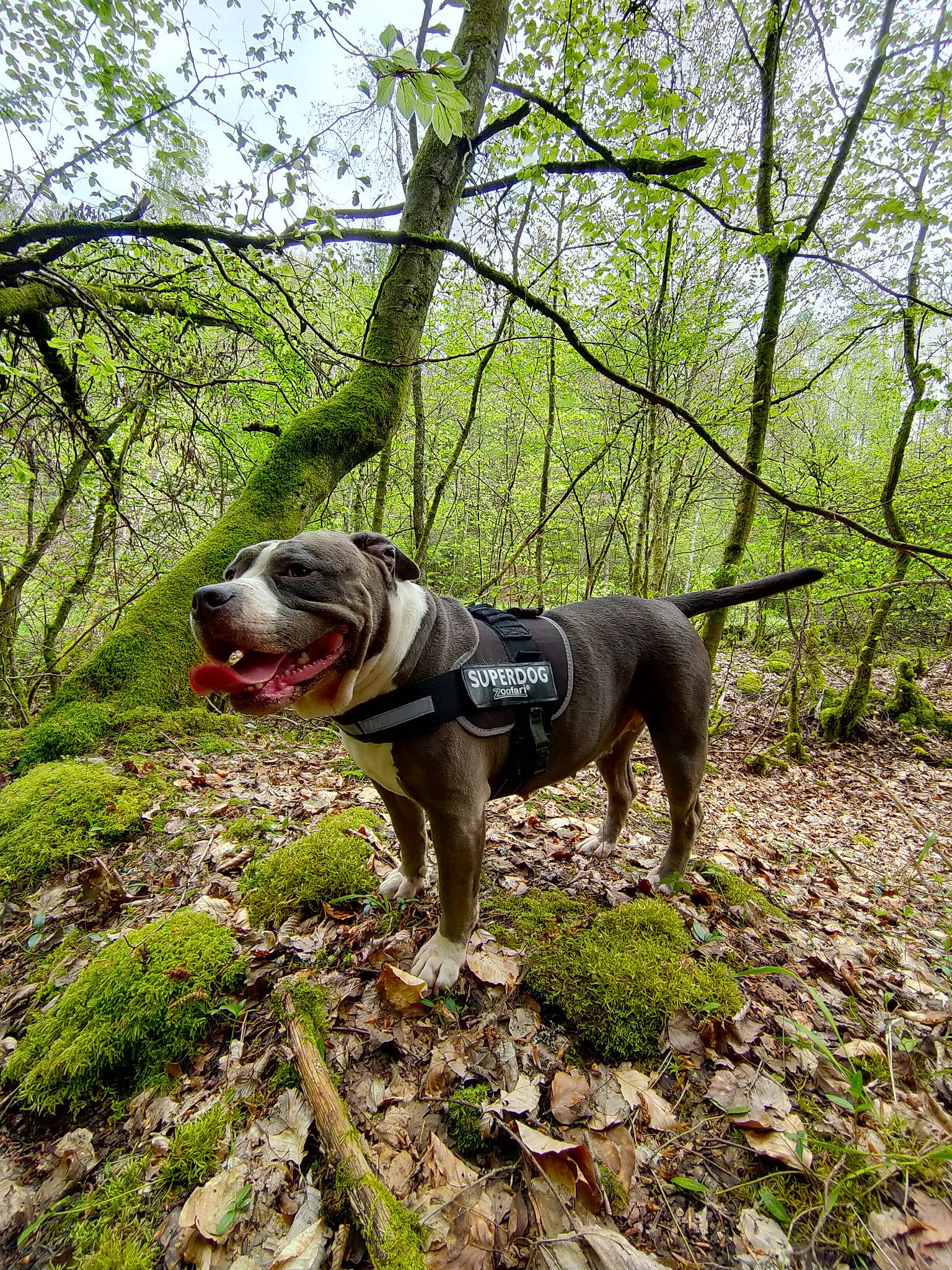Xena participe au concours pour gagner de l'argent avec cette photo : carnivore, collar, companion_dog, dog, dog_breed, dog_collar, dog_supply, fawn, grass, leash, pet_supply, plant, recreation, sky, snout, sporting_group, tail, trail, tree, working_animal