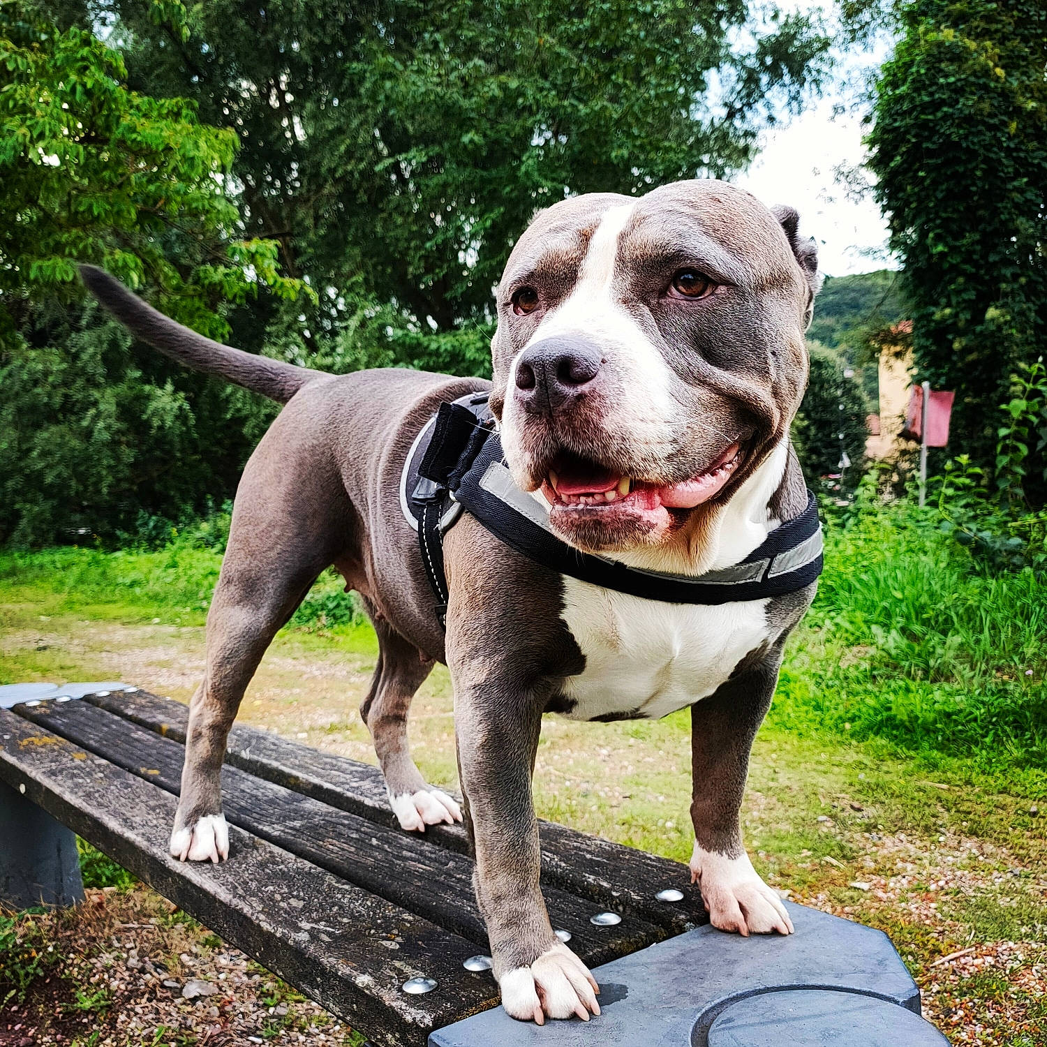 Xena participe au concours pour gagner de l'argent avec cette photo : canidae, carnivore, collar, companion_dog, dog, dog_breed, dog_collar, fawn, grass, leash, pet_supply, plant, smile, snout, sporting_group, tail, tree, whiskers, working_animal, working_dog