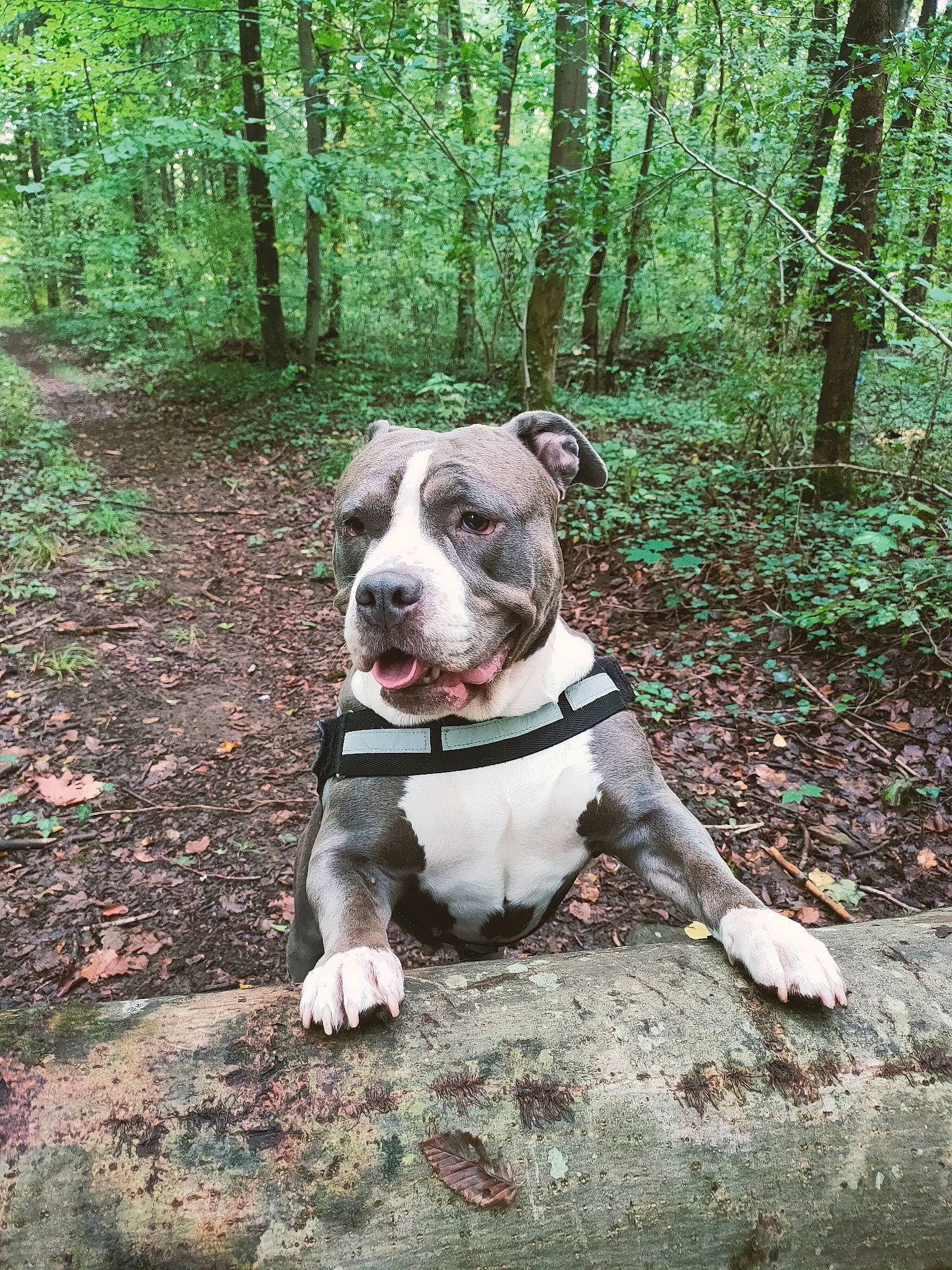 Xena a rejoint le concours — aidez-le/la à gagner de superbes lots ! canidae, carnivore, companion_dog, dog, dog_breed, dog_collar, fawn, forest, grass, jungle, molosser, plant, snout, soil, sporting_group, temperate_broadleaf_and_mixed_forest, trail, tree, woodland, working_animal