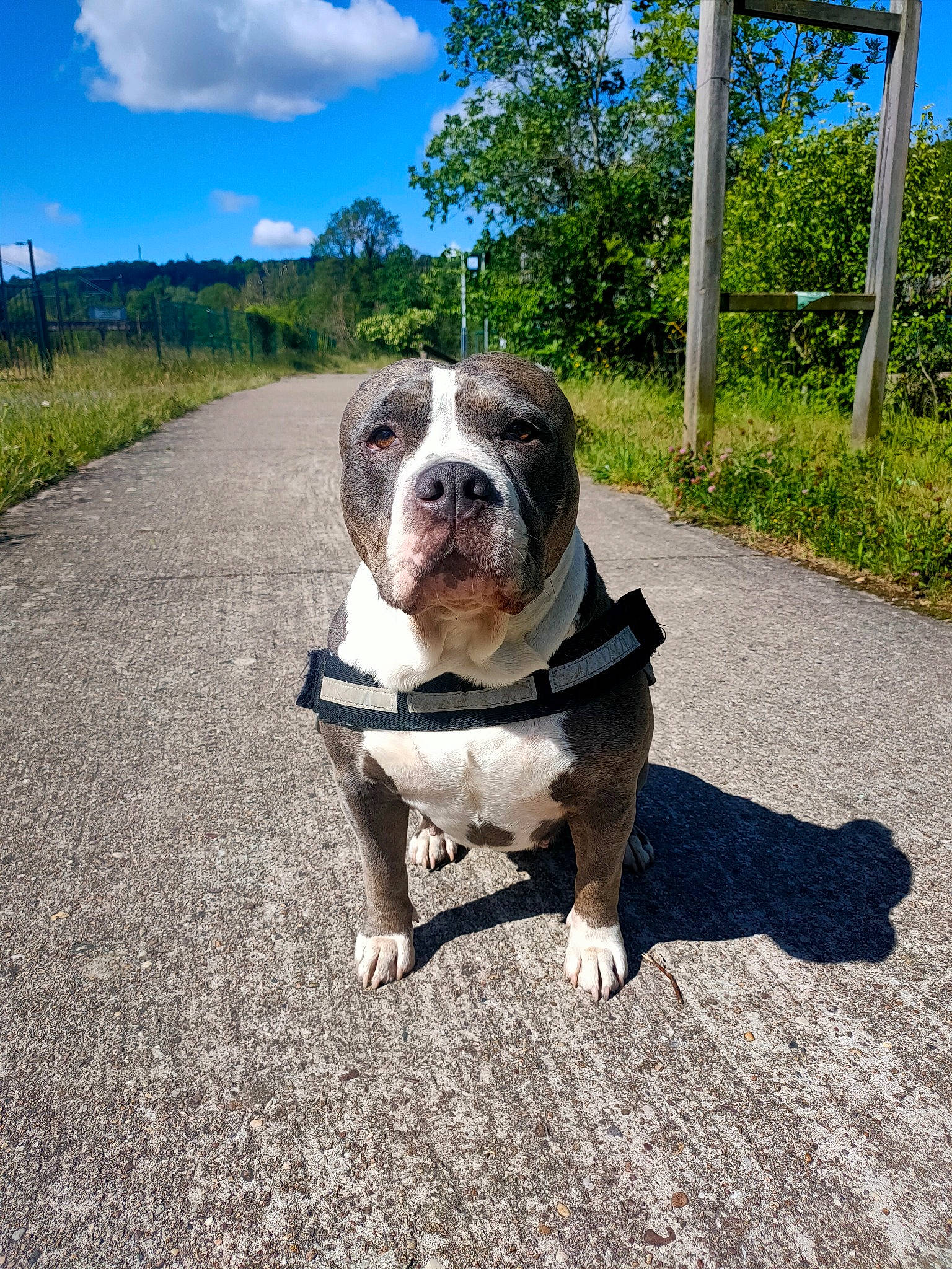 Xena a rejoint le concours — aidez-le/la à gagner de superbes lots ! asphalt, bulldog, carnivore, cloud, collar, companion_dog, dog, dog_breed, dog_collar, grass, landscape, leash, molosser, plant, road_surface, sky, sporting_group, tail, tree, wrinkle