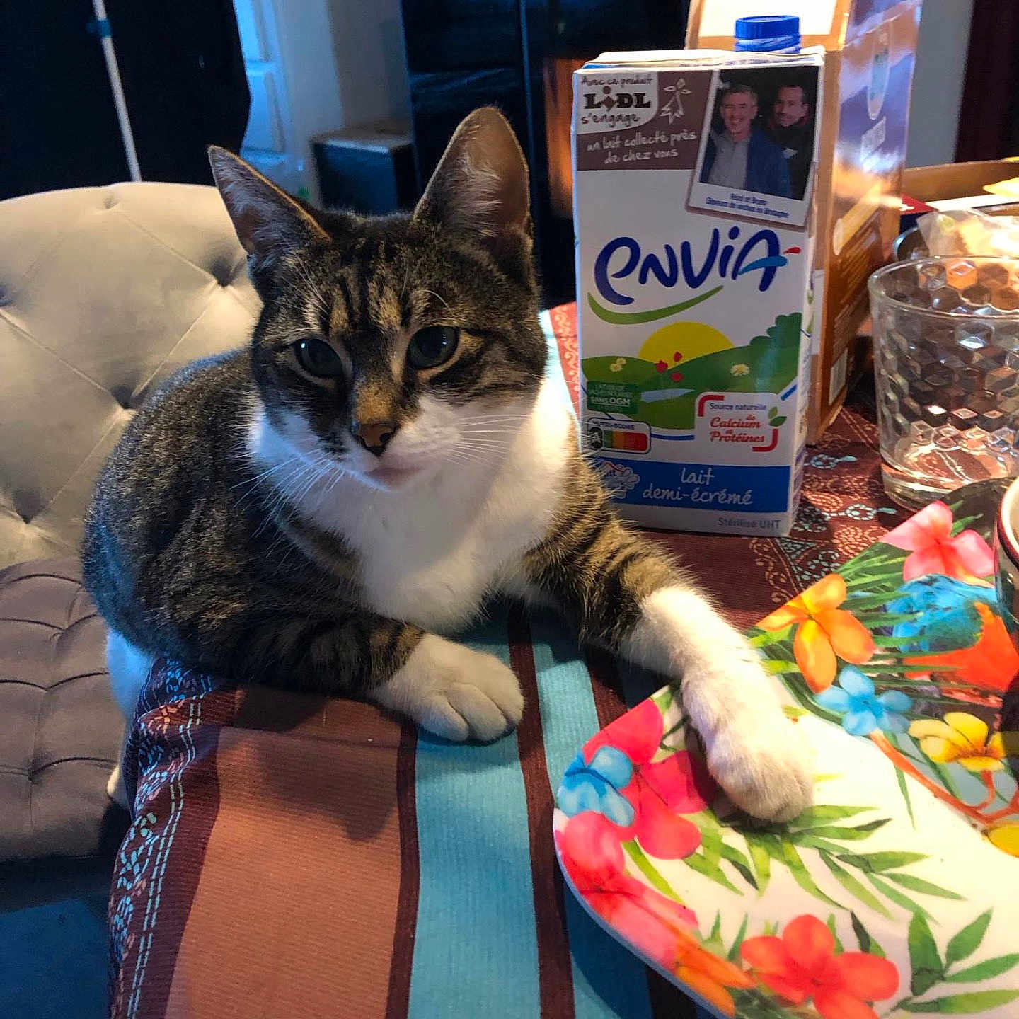 Chipie a rejoint le concours — aidez-le/la à gagner de superbes lots ! cat, chair, curious, dining_table, domestic_animal, feline, floral, food, glass, indoor, kitchen, milk_carton, paw, pet, plate, resting, sitting, striped, tabby, tablecloth