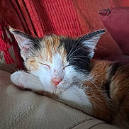 Azure a rejoint le concours — aidez-le/la à gagner de superbes lots ! kitten, cat, sleeping, calico, feline, pet, fur, whiskers, paw, closeup, indoor, cozy, blanket, leather, resting, cute, animal, young, nap, soft