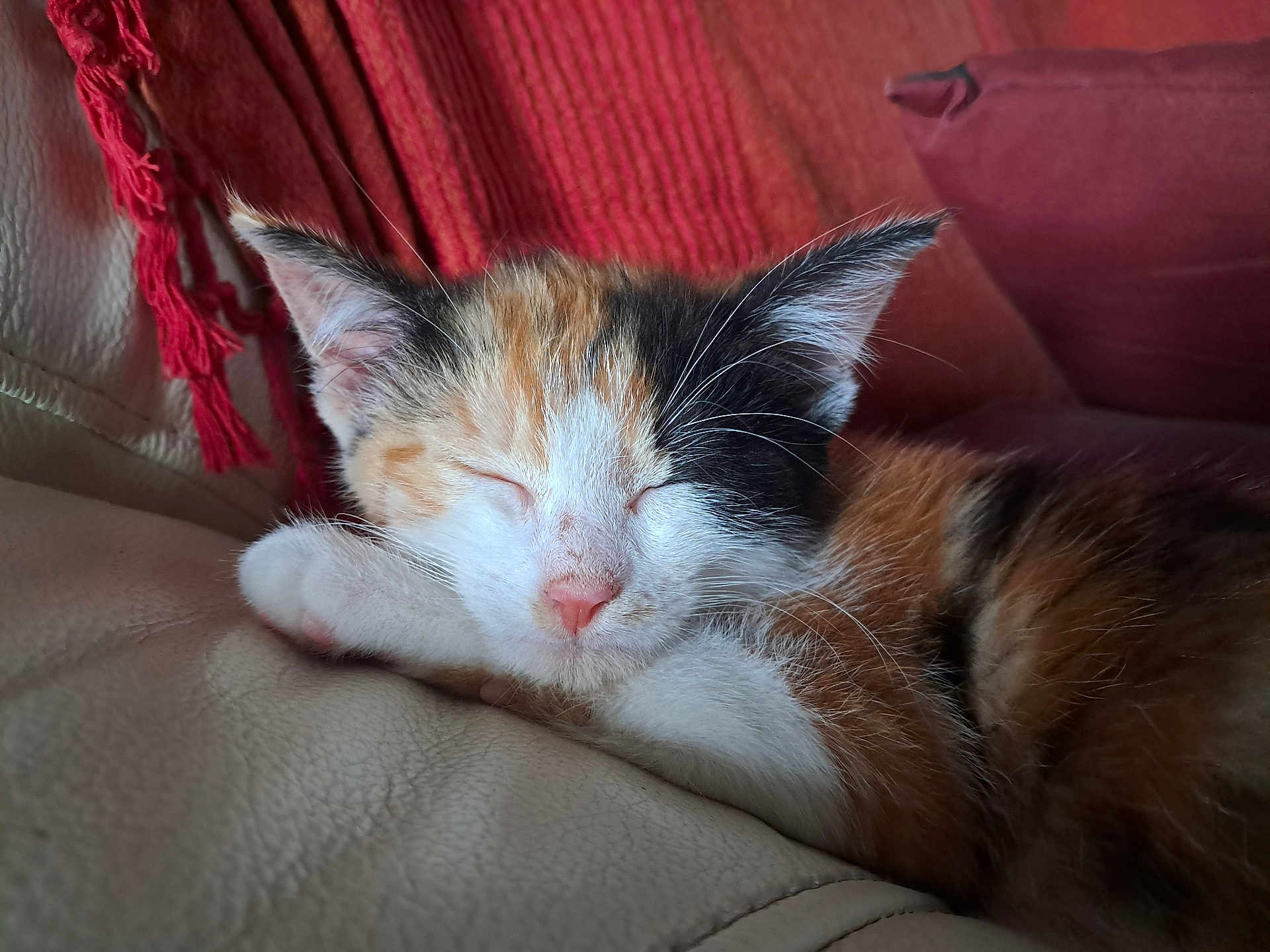 Azure a rejoint le concours — aidez-le/la à gagner de superbes lots ! kitten, cat, sleeping, calico, feline, pet, fur, whiskers, paw, closeup, indoor, cozy, blanket, leather, resting, cute, animal, young, nap, soft