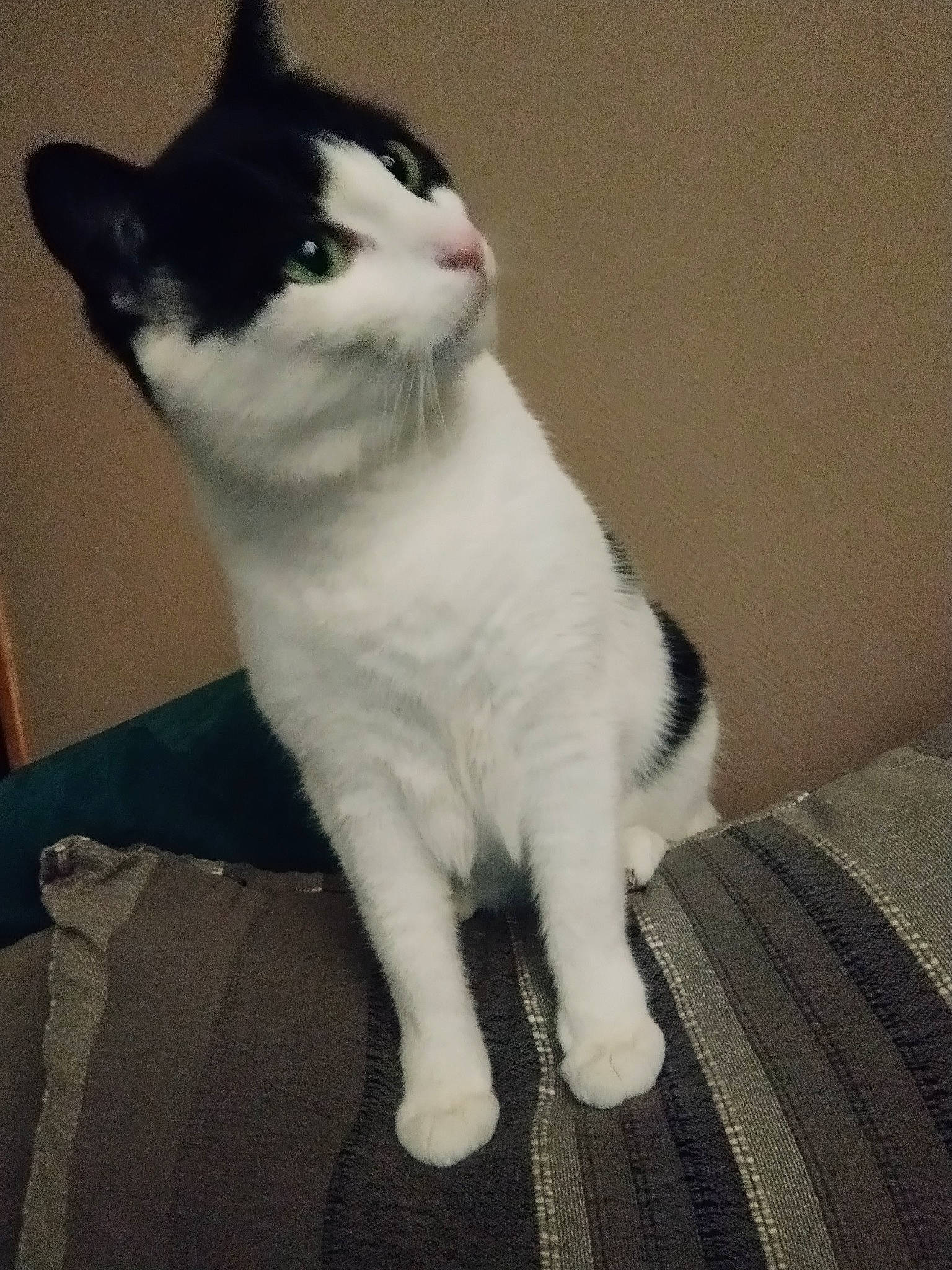 Shona a rejoint le concours — aidez-le/la à gagner de superbes lots ! carnivore, cat, claw, comfort, domestic_short_haired_cat, felidae, flooring, foot, fur, paw, sitting, small_to_medium_sized_cats, snout, tail, whiskers