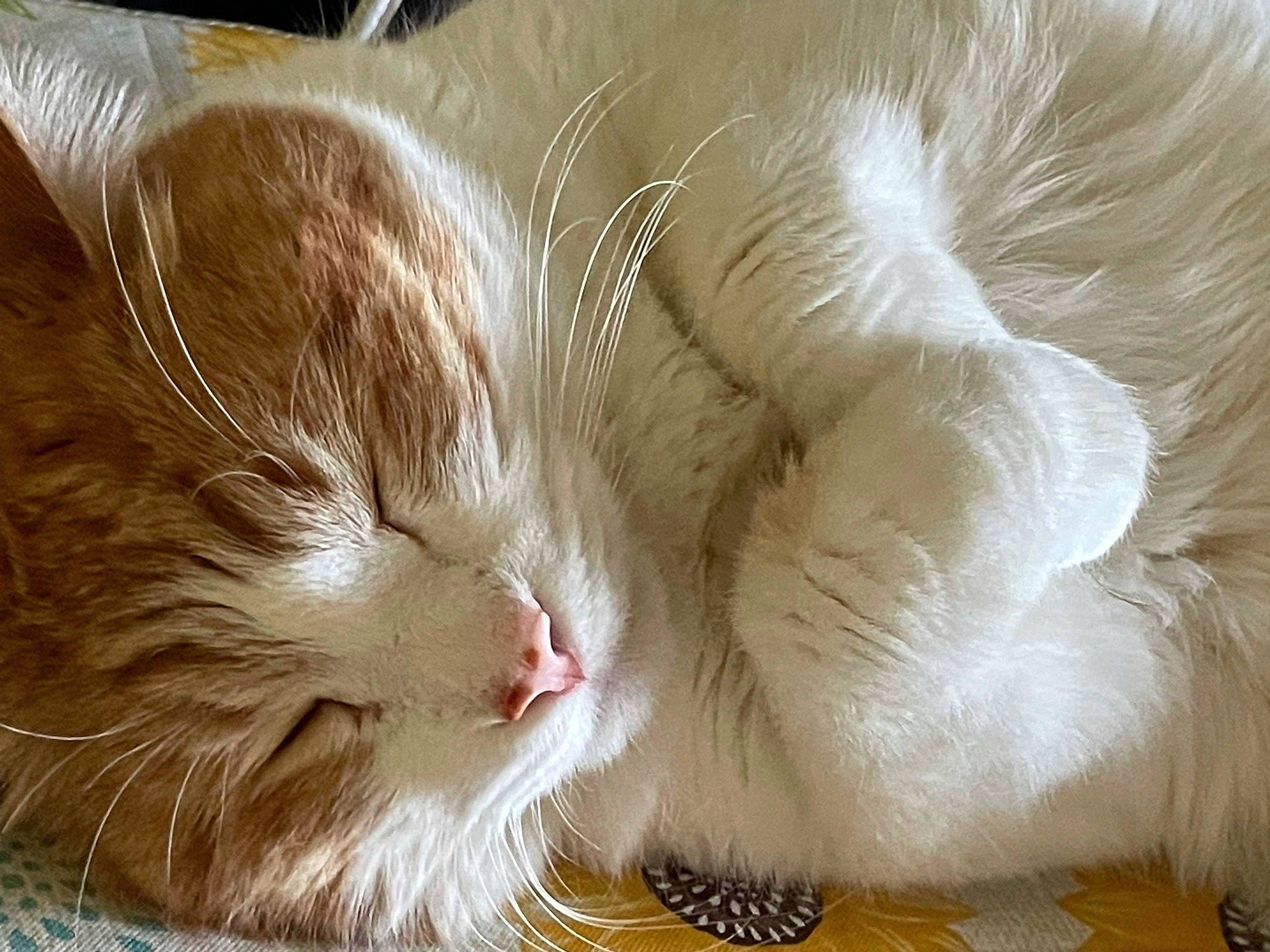 Finn joined the competition — help win amazing prizes! carnivore, cat, claw, close_up, comfort, fawn, felidae, fur, small_to_medium_sized_cats, snout, tail, whiskers