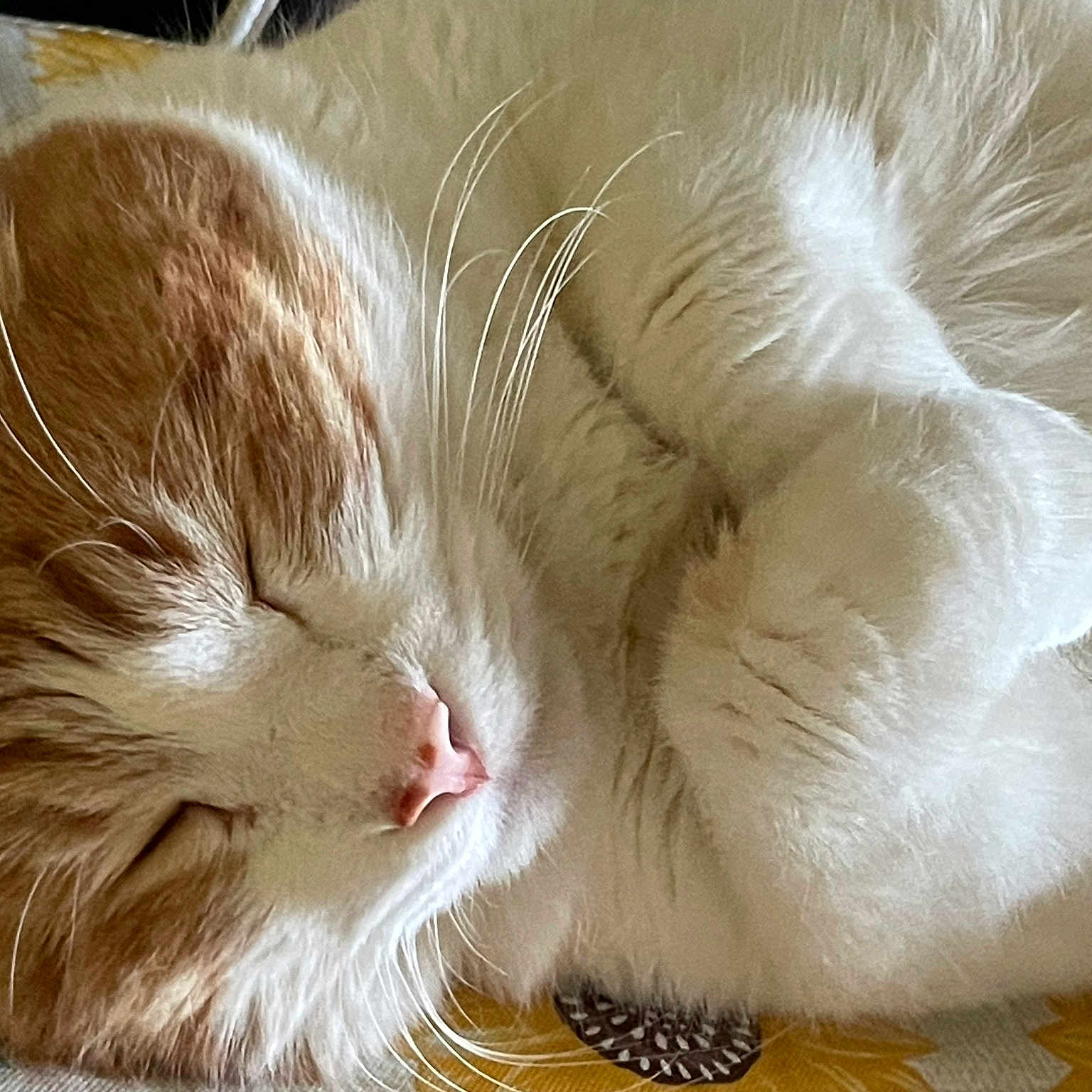 Finn