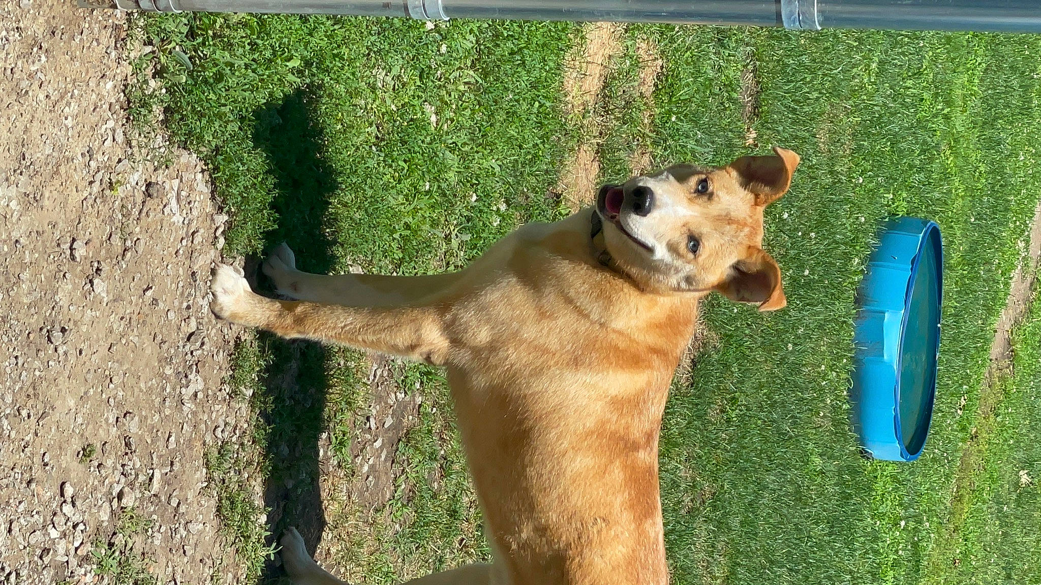 Dobby joined the competition — help win amazing prizes! carnivore, collar, companion_dog, dog, dog_breed, dog_collar, dog_sports, dog_supply, fawn, grass, green, herding_dog, plant, snout, sporting_group, sports_equipment, tail, water_bottle, whiskers, working_animal