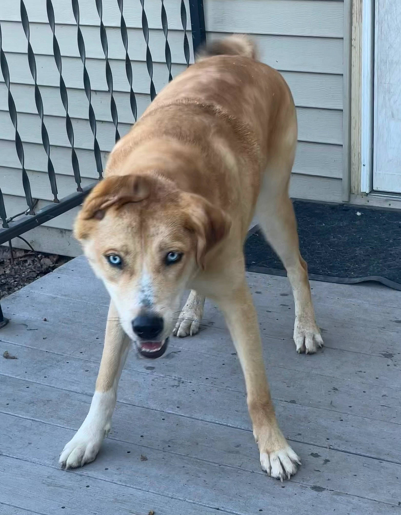 Dobby joined the competition — help win amazing prizes! canidae, carnivore, collar, companion_dog, dog, dog_breed, dog_collar, door, fawn, fence, flooring, fur, mesh, sporting_group, street_dog, tail, terrestrial_animal, whiskers, working_animal, working_dog