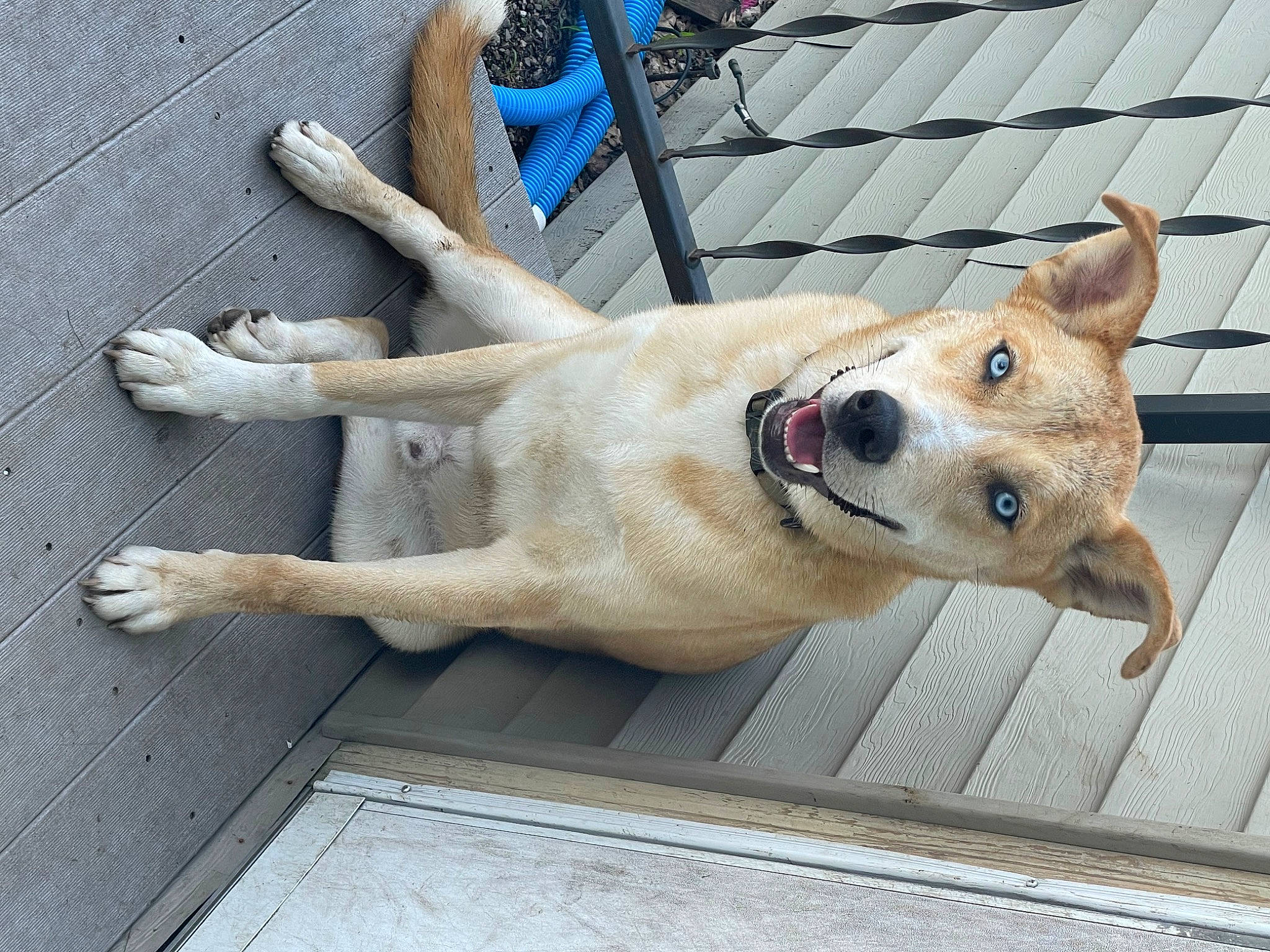 Dobby joined the competition — help win amazing prizes! canidae, carnivore, collar, companion_dog, dog, dog_breed, dog_collar, dog_supply, fawn, fur, metal, non_sporting_group, paw, pet_supply, snout, sporting_group, tail, window, wood, working_animal