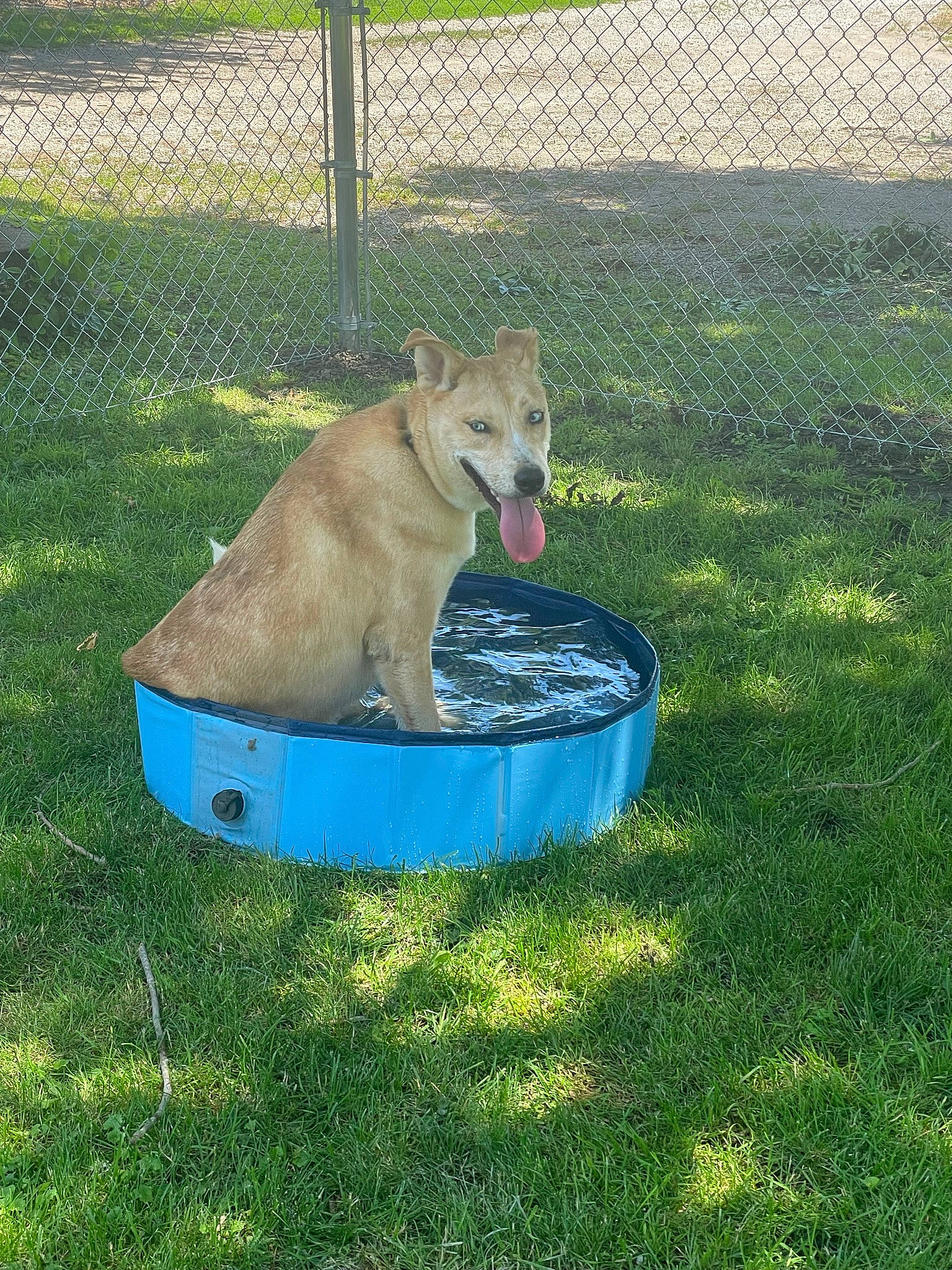 Dobby joined the competition — help win amazing prizes! canidae, carnivore, companion_dog, dog, dog_breed, dog_supply, fawn, felidae, fence, grass, grassland, groundcover, mesh, pasture, pet_supply, plant, recreation, sporting_group, tail, wire_fencing