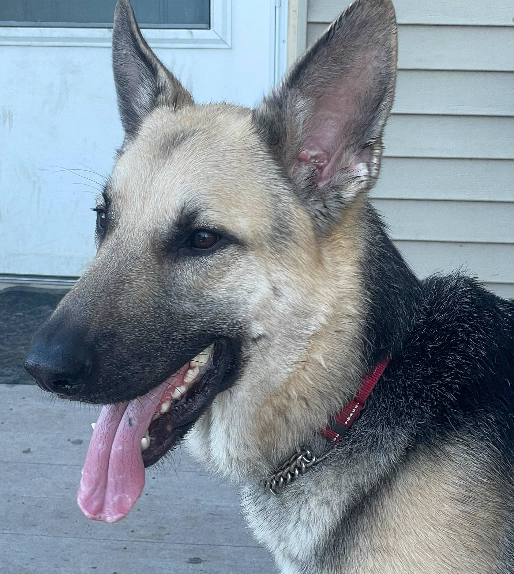 Oliver joined the competition — help win amazing prizes! ancient_dog_breeds, canidae, carnivore, collar, companion_dog, dog, dog_breed, dog_supply, east_european_shepherd, fawn, fur, herding_dog, jaw, pet_supply, snout, sporting_group, terrestrial_animal, whiskers, working_animal, working_dog