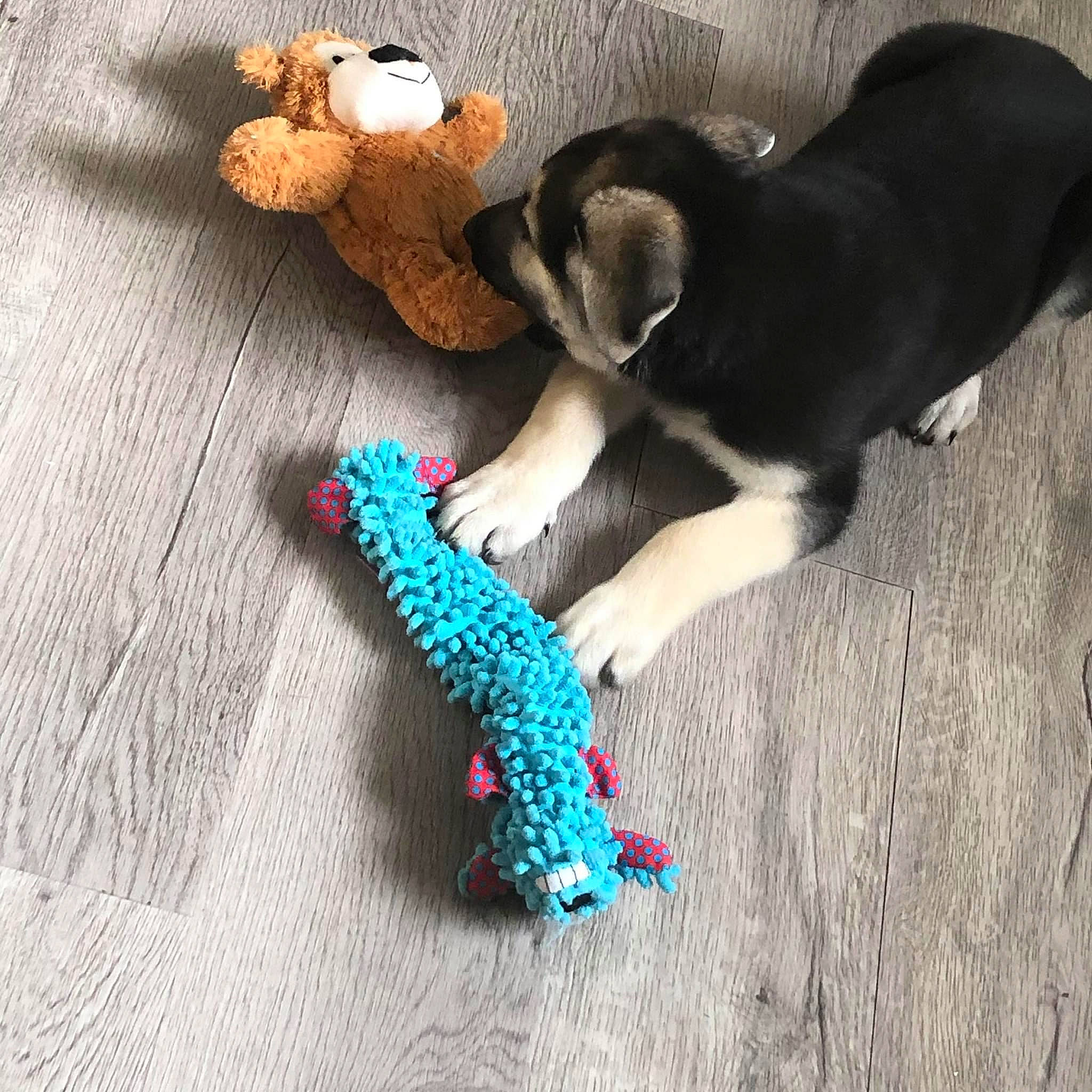 Oliver joined the competition — help win amazing prizes! art, canidae, carnivore, companion_dog, dog, dog_breed, electric_blue, fashion_accessory, fawn, flooring, fur, mammal, pattern, plush, stuffed_toy, tail, textile, toy, wood, woolen