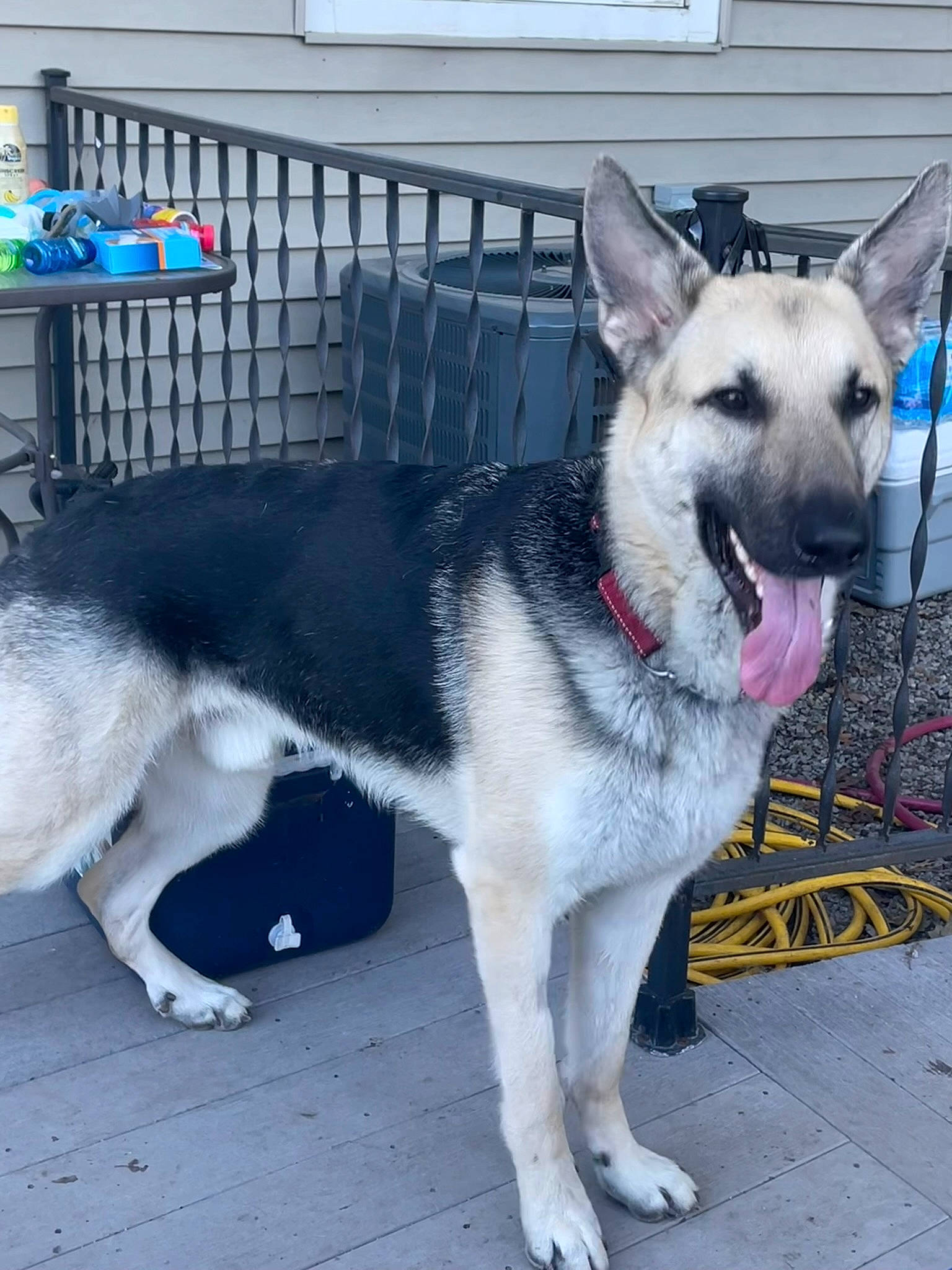 Oliver is registered to the contest to win money with this photo: ancient_dog_breeds, canidae, canis, carnivore, collar, companion_dog, dog, dog_breed, dog_collar, dog_supply, fence, fur, grey, non_sporting_group, pet_supply, sled_dog, snout, sporting_group, working_animal, working_dog