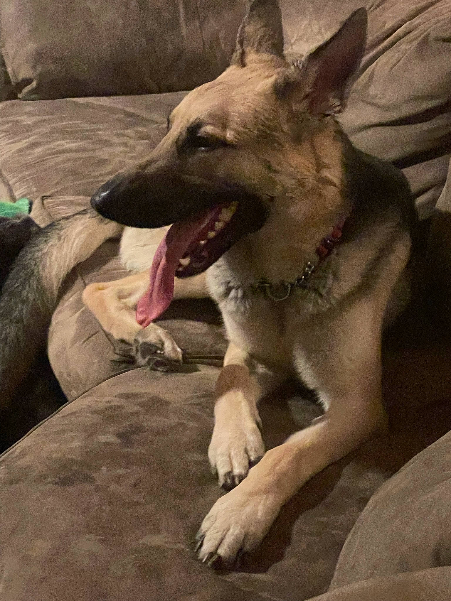 Oliver is registered to the contest to win money with this photo: ancient_dog_breeds, carnivore, collar, companion_dog, dog, dog_breed, dog_collar, east_european_shepherd, fang, fawn, fur, guard_dog, jaw, mudi, non_sporting_group, snout, sporting_group, whiskers, working_animal, working_dog