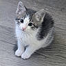 kitten, cat, animal, pet, feline, cute, fluffy, indoor, young, small, adorable, whiskers, ears, paws, fur, looking, sitting, floor, curious, domestic