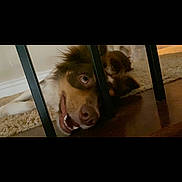 Millie is registered to the contest to win money with this photo: animal, canine, cockerspaniel, collie, crib, dog, doghouse, eskimodog, furniture, handrail, hound, husky, infantbed, labradorretriever, monkey, pet, pointer, puppy, snout, wood