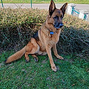 Shazan participe au concours pour gagner de l'argent avec cette photo : dog, german_shepherd, grass, bush, outdoor, pet, animal, collar, tag, rural, road, fence, nature, canine, sitting, daylight, fur, ears, watchful, greenery