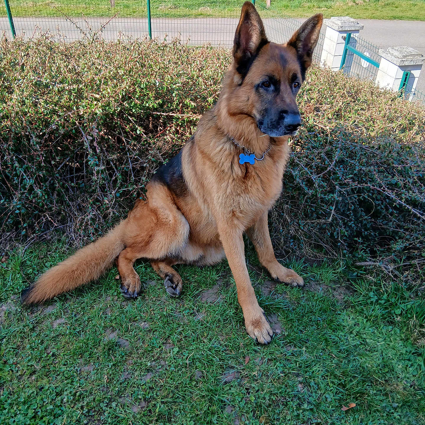 Shazan participe au concours pour gagner de l'argent avec cette photo : animal, bush, canine, collar, daylight, dog, ears, fence, fur, german_shepherd, grass, greenery, nature, outdoor, pet, road, rural, sitting, tag, watchful