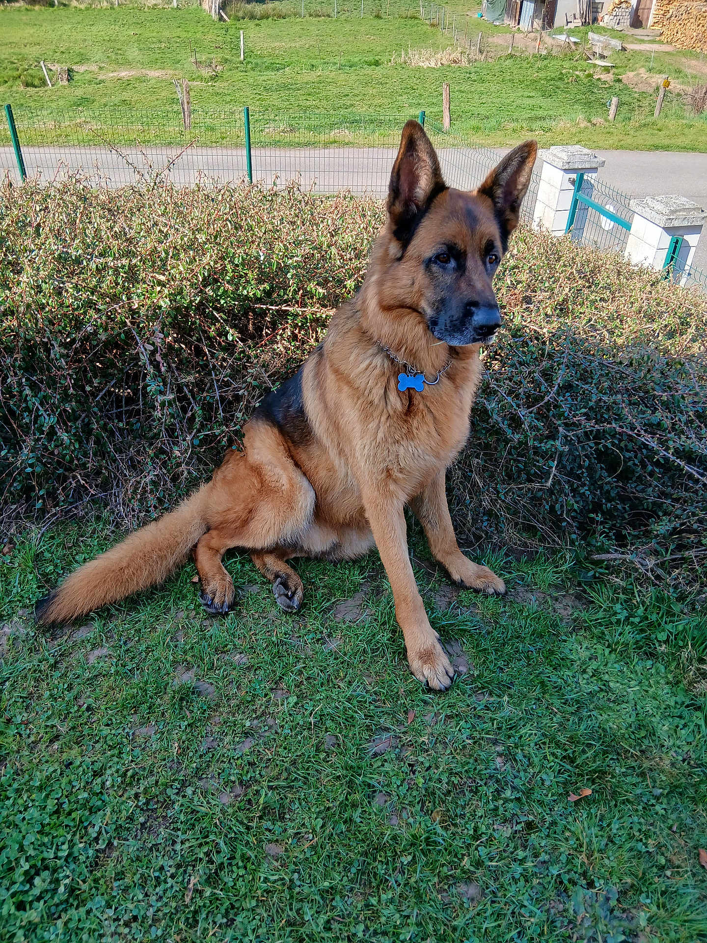 Shazan participe au concours pour gagner de l'argent avec cette photo : dog, german_shepherd, grass, bush, outdoor, pet, animal, collar, tag, rural, road, fence, nature, canine, sitting, daylight, fur, ears, watchful, greenery