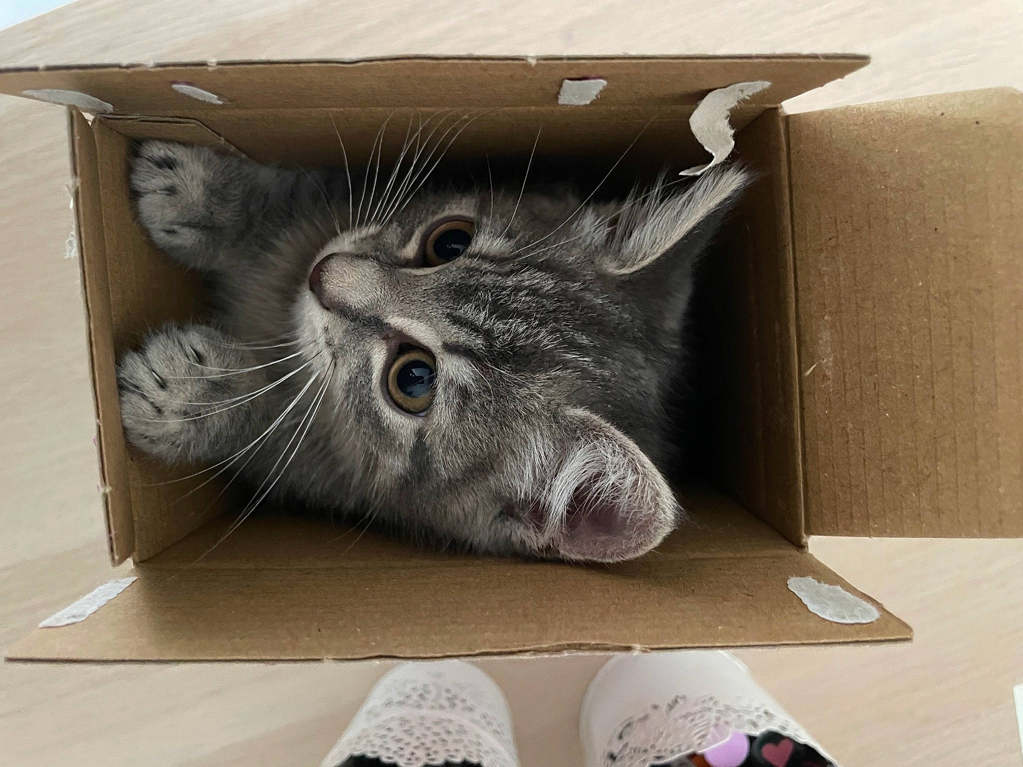 Mochi a rejoint le concours — aidez-le/la à gagner de superbes lots ! art, black_cat, box, cardboard, carmine, carnivore, cat, comfort, domestic_short_haired_cat, felidae, fur, grey, nap, paw, rectangle, small_to_medium_sized_cats, tail, whiskers, window, wood