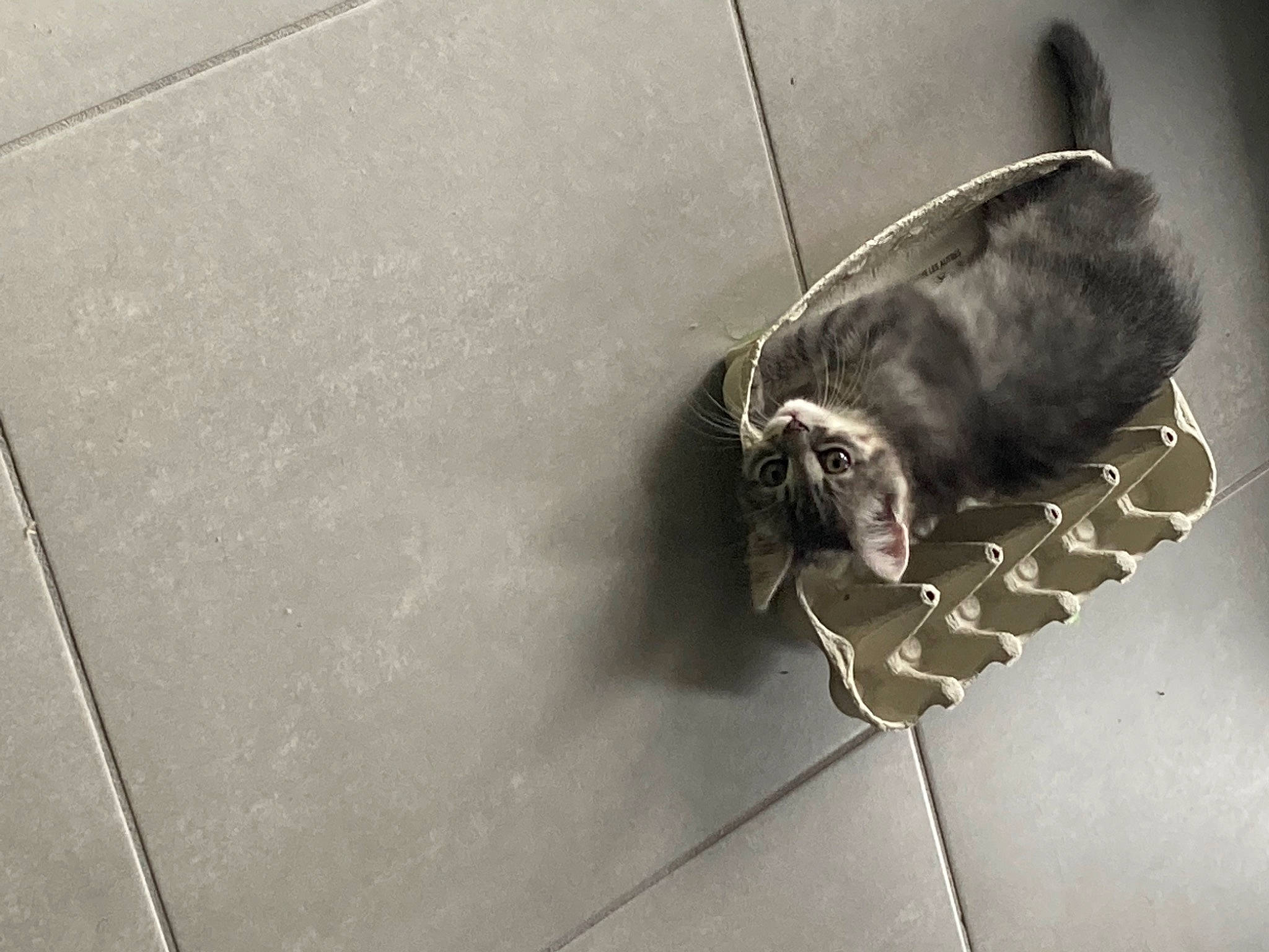 Mochi a rejoint le concours — aidez-le/la à gagner de superbes lots ! asphalt, canidae, carnivore, cat, dog_breed, felidae, floor, flooring, foot, fur, grey, hardwood, road_surface, shadow, small_to_medium_sized_cats, snout, sporting_group, tail, whiskers, wood