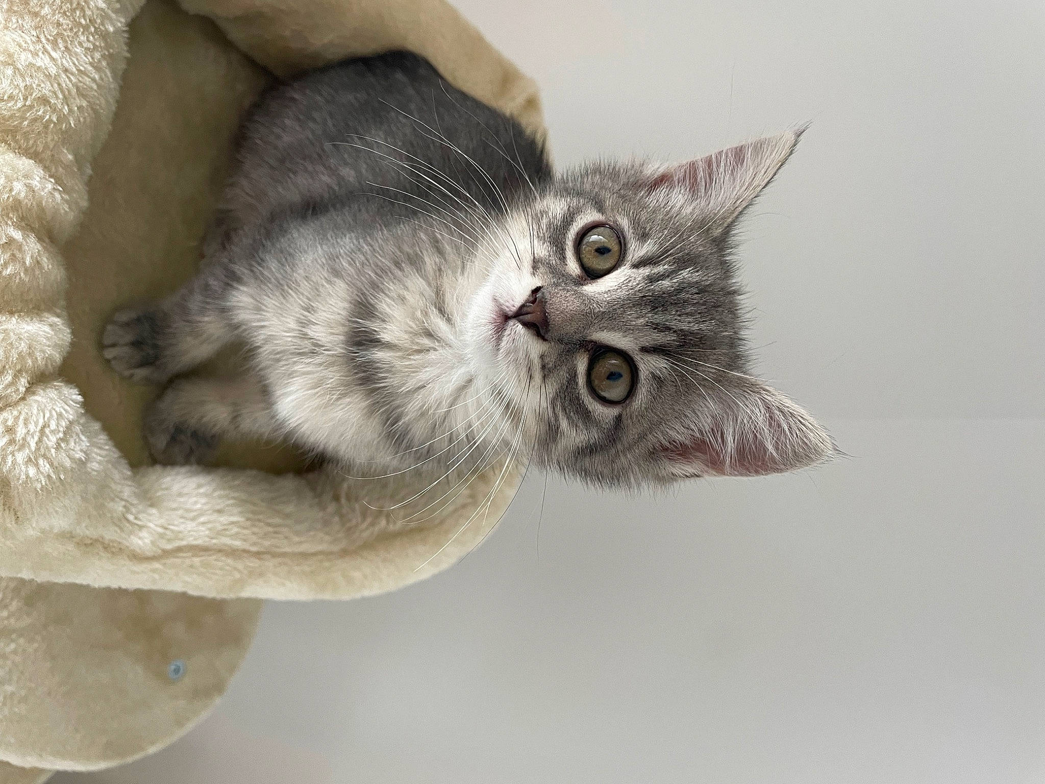 Mochi participe au concours pour gagner de l'argent avec cette photo : balance, carnivore, cat, claw, domestic_short_haired_cat, felidae, fur, grey, paw, small_to_medium_sized_cats, snout, tail, whiskers