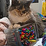 Pixie joined the competition — help win amazing prizes! animal, art_supplies, blanket, cat, close_up, colorful, ears, fluffy_cat, gray_cat, grumpy_expression, indoors, long_hair, markers, paws, pet, portrait, sitting, sleepy, whiskers, white_chest