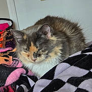Pixie joined the competition — help win amazing prizes! animal, bed, blanket, calico_cat, cat, close_up, cozy, curled_up, ears, feline, fluffy, fur, indoor, long_hair, peaceful, pet, portrait, resting, sleeping, whiskers