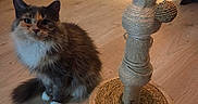 Pixie is registered to the contest to win money with this photo: calico_cat, cat, cat_tree, ears, feline, fluffy, furniture, home, indoors, long_hair, paws, pet, portrait, rope, scratching_post, sitting, staring, tail, whiskers, wooden_floor