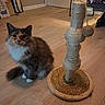 calico_cat, cat, cat_tree, ears, feline, fluffy, furniture, home, indoors, long_hair, paws, pet, portrait, rope, scratching_post, sitting, staring, tail, whiskers, wooden_floor