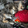 Pixie is registered to the contest to win money with this photo: belly_up, blanket, calico_cat, cat, closed_eyes, cozy, fluffy, fur, indoor, long_hair, paws, pet, portrait, quilted, red_bag, relaxed, resting, sleeping, toy, whiskers