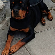 Ness participe au concours pour gagner de l'argent avec cette photo : accessories, animal, appenzeller, bag, belt, canine, dog, flagstone, handbag, head, hound, leash, path, person, pet, puppy, sidewalk, strap, text, walkway