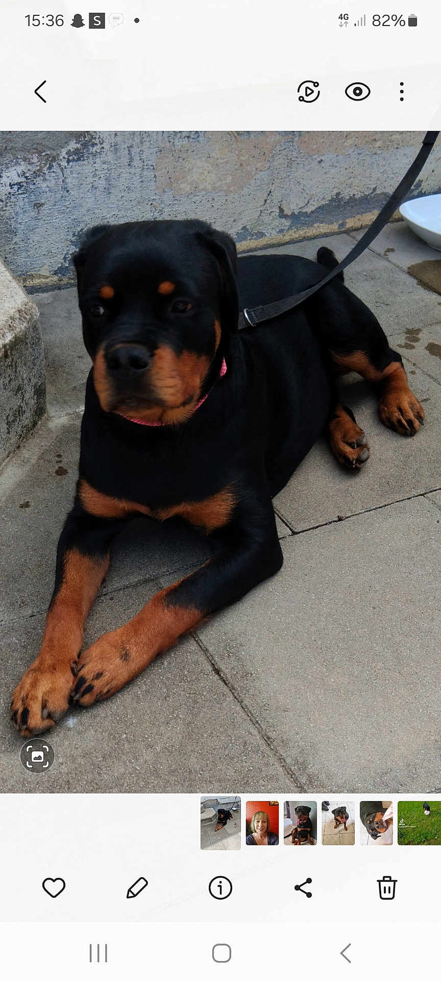 Ness participe au concours pour gagner de l'argent avec cette photo : accessories, animal, appenzeller, bag, belt, canine, dog, flagstone, handbag, head, hound, leash, path, person, pet, puppy, sidewalk, strap, text, walkway